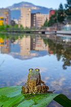 European edible frog (Rana esculenta) in urban park, next to pond with buildings in distance , Grenoble, France, May.