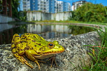 European edible frog (Rana esculenta) in urban park, next to pond with buildings behind, Grenoble, France, May.