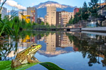 European edible frog (Rana esculenta) in urban park, next to pond with buildings in distance, Grenoble, France, May.