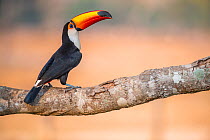 Toco Toucan (Ramphastos toco), Pantanal, Mato Grosso State, Western Brazil.
