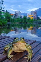 European edible frog (Rana esculenta) in urban park, next to pond with buildings in distance, Grenoble, France, May.