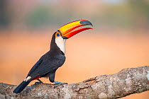 Toco Toucan (Ramphastos toco), Pantanal, Mato Grosso State, Western Brazil.