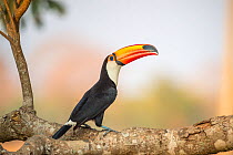 Toco toucan (Ramphastos toco), Pantanal, Mato Grosso State, Western Brazil.