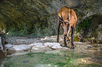 Chamois (Rupicapra rupicapra) drinking at pool, camera trap image, Jura Mountains, Switzerland, July.