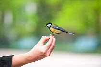 Great tit (Parus major) perched on human hand, Grenoble, France. April.