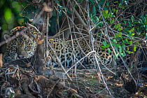 Jaguar (Panthera onca) resting,  Pantanal, Brazil.