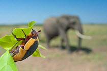 Fruit beetle (Pachnoda) on leaf, with African elephant (Loxonta africana) in distance, Masai Mara, Kenya.