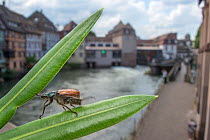 Garden chafer beetle (Phyllopertha horticola) in urban setting, Strasbourg, France. June 2014.