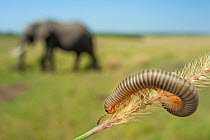 Millipede (Myriapoda) on grass blade, with African elephant (Loxodonta africana) in background Masai Mara National Park, Kenya.