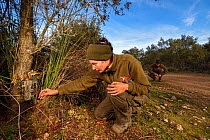 Biologist from  Iberlince Project monitoring Iberian lynx (Lynx pardinus) examining camera trap, Andalusia, south of Spain. December 2015.