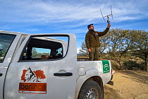 Biologists from  Iberlince Project monitoring Iberian lynx (Lynx pardinus) in Andalusia, south of Spain. December 2015