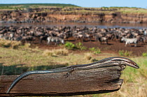 Striped skink (Mabuya striata) and herd of zebra and wildebeest, Kenya, July.