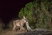 Wild iberian lynx (Lynx pardinus) carrying rabbit prey at night, Andalusia Spain.