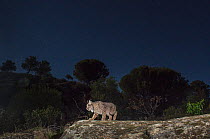 Wild iberian lynx (Lynx pardinus) passing by at night, Andalusia, Spain.