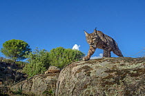 Wild Iberian lynx (Lynx pardinus) photographed with camera trap. Andalusia, Spain.