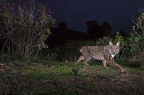 Wild iberian lynx (Lynx pardinus) passing by at night, Andalusia, Spain.
