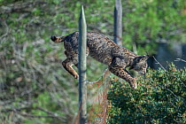 Wild Iberian lynx (Lynx pardinus) leaping over fence, Spain, Andalucia. November