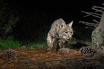 Wild iberian lynx (Lynx pardinus) at night  taken with remote camera, Andalusia, Spain.
