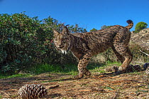 Wild  Iberian lynx (Lynx pardinus) photographed with camera traps. Andalusia, Spain. November.