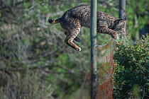 Wild Iberian lynx (Lynx pardinus) leaping over fence, Spain, Andalucia. November