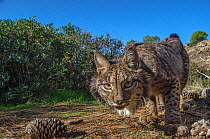 Iberian lynx (Lynx pardinus) photographed with camera traps in Andalusia, Spain.