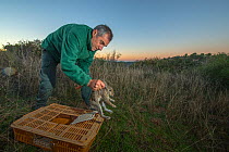 Man releasing European rabbit (Oryctolagus cuniculus), prey for Iberian lynx (Lynx pardinus), Andalusia, Spain, November 2015.