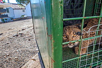 Iberian lynx (Lynx pardinus) in cage at Centre for Reproduction of Iberian Lynx, Andalusia, Spain. October 2015.