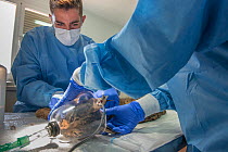 Veterinarians performing health check on young female Iberian lynx (Lynx pardinus) under anaesthetic, Centre of Reproduction of Iberian lynx (CNRLI) Andalusia, Spain. October 2015.