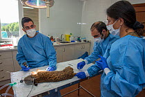 Veterinarians performing health check on young female Iberian lynx (Lynx pardinus) under anaesthetic, Centre of Reproduction of Iberian lynx (CNRLI) Andalusia, Spain. October 2015.