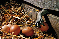 Paw of Raccoon (Procyon lotor) stealing hen egg from chicken coop. Introduced species. Germany.