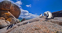 African penguins (Spheniscus demersus) preening themselves on rocks at the Boulders Beach colony near Cape Town, South Africa.