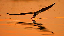 African skimmer (Rynchops flavirostris) flying low over the Chobe River,  skimming the water, at sunset, Chobe National Park, Botswana.
