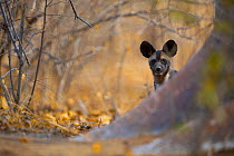 African wild dog (Lycaon pictus) pup peers around the base of a giant baobab tree on Save Valley Conservancy.  Zimbabwe.