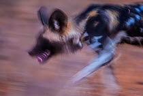 African wild dog (Lycaon pictus) blurred motion photograph, Save Valley Conservancy, Zimbabwe.