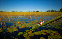 Angolan reed frog (Hyperolius parallelus) resting on a reed stem in the heart of the Okavango Delta, northern Botswana.
