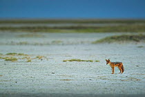 Black-backed jackal (Canis mesomelas) standing in the middle of the vast Makgadikgadi Pans, Botswana.