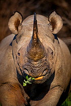 Black rhinoceros (Diceros bicornis) feeding in early morning light, Kariega Game Reserve. South Africa.