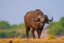 African buffalo (Syncerus caffer) standing on the banks of the Chobe River, Chobe National Park, Botswana.