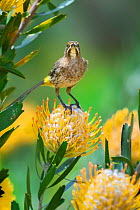 Cape sugarbird (Promerops cafer) on Pincushion protea (Leucospermum sp) in the Cape Floral Kingdom, Cape Town, South Africa. Endemic.