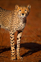 Cheetah (Acinonyx jubatus) standing in early morning light, Save Valley Conservancy, Zimbabwe, Vulnerable.