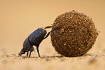 Dung beetle (Scarabaeidae) pushing ball of dung on Venetia Limpopo Reserve, Limpopo Province, South Africa.