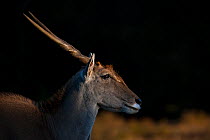 Eland (Tragelaphus derbianus) male in evening light,  Kariega Game Reserve, South Africa