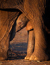 African elephant (Loxodonta africana) baby looking out from the safety of beneath its mother's legs, Northern Tuli Game Reserve, Botswana. Vulnerable species. The African elephant is classified as vul...