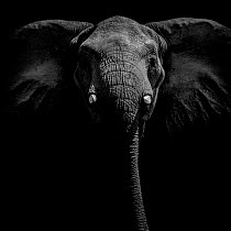 Portrait of an African elephant (Loxodonta africana) on Selinda Reserve, Botswana.