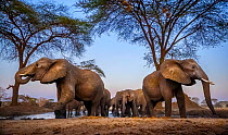 African elephants (Loxodonta africana) drinking in low evening light at a waterhole, Chobe District, Botswana. Vulnerable species.