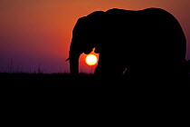 African elephant (Loxodonta africana) walking  in front of a setting sun on floodplains lining the Chobe River, northern Botswana. Vulnerable species.