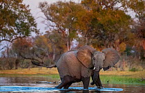 African elephant (Loxodonta africana) crosses the Selinda Spillway, northern Botswana. Vulnerable.