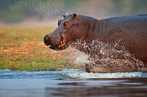 Hippopotamus (Hippopotamus amphibius) charging through the shallows, Chobe River, Chobe National Park, Botswana. Vulnerable species.