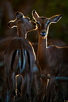 Two Impalas (Aepyceros melampus) ewes grooming each other in evening light on South Africa's Kruger National Park.