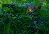 Leopard (Panthera pardus) cub peering out from thick vegetation in the heart of Chief's Island, Okavango Delta. Botswana